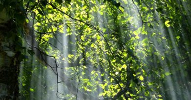Die Natur als Vorbild der Energiewende Die Natur als Vorbild der Energiewende