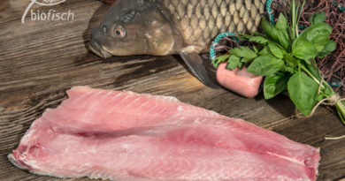 Und zu Weihnachten: Friedfisch! Und zu Weihnachten: Friedfisch!